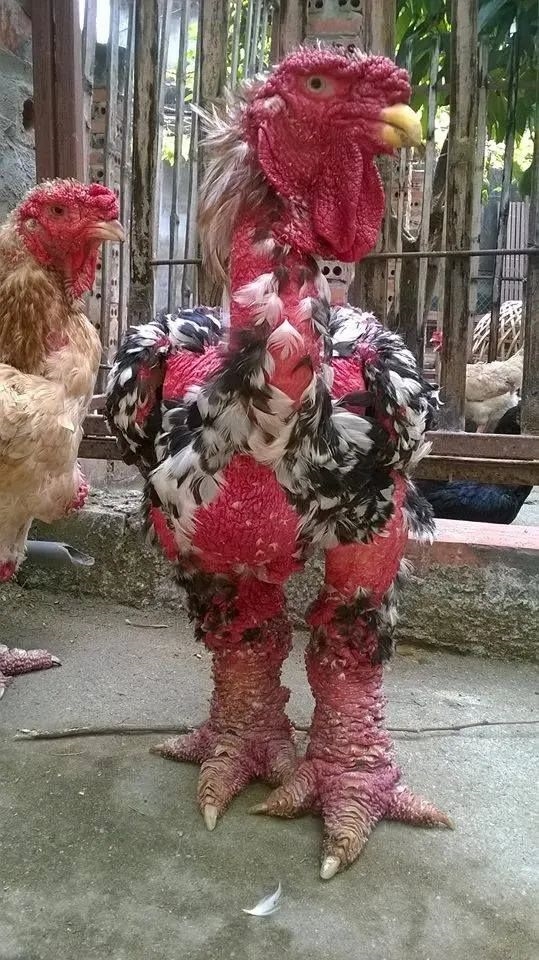 世界最贵的鸡：一双鸡腿最多能卖超10000元 ！-第1张图片