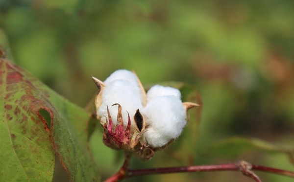 中国农科院从棉花中发现新型高效杀虫蛋白：可以替代化学农药 对环境友好无残留 ！
